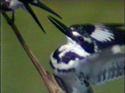 Pied Kingfisher - ML199491981
