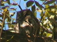 Eurasian Scops-Owl - Julien Birard