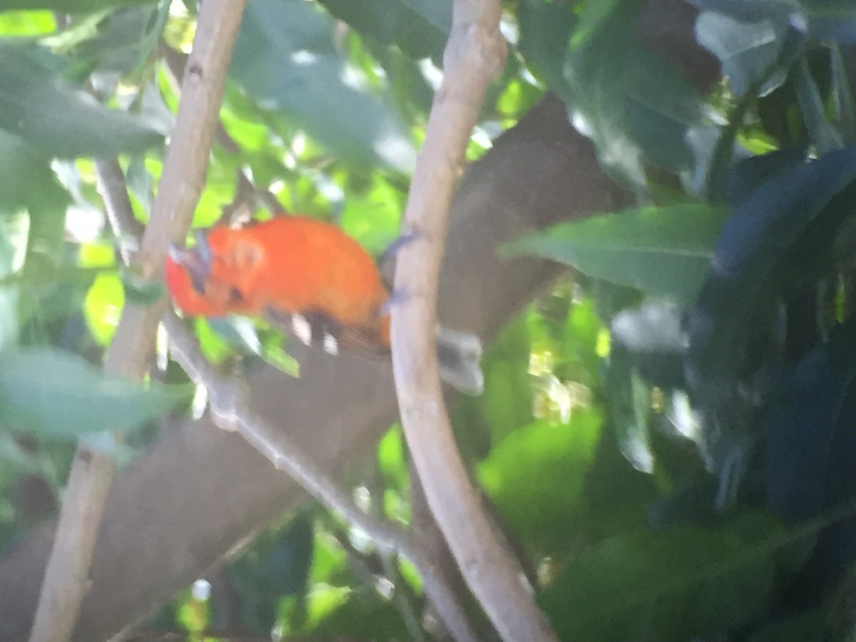 Flame-colored Tanager - ML199493961