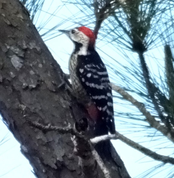 Stripe-breasted Woodpecker - ML199494061