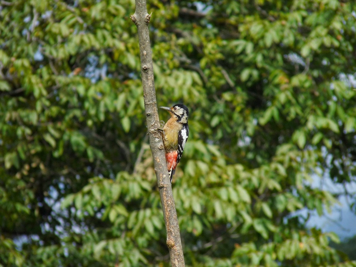 Himalayan Woodpecker - ML199495581