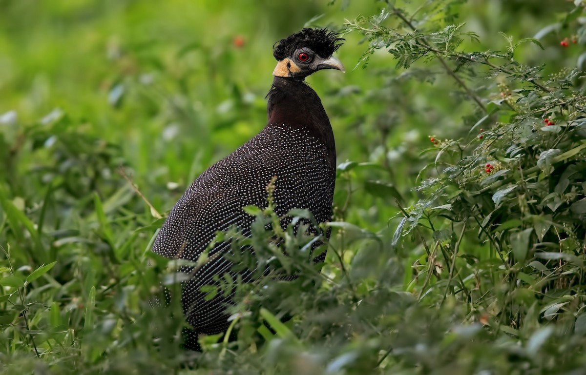 Southern Crested Guineafowl - ML199499681
