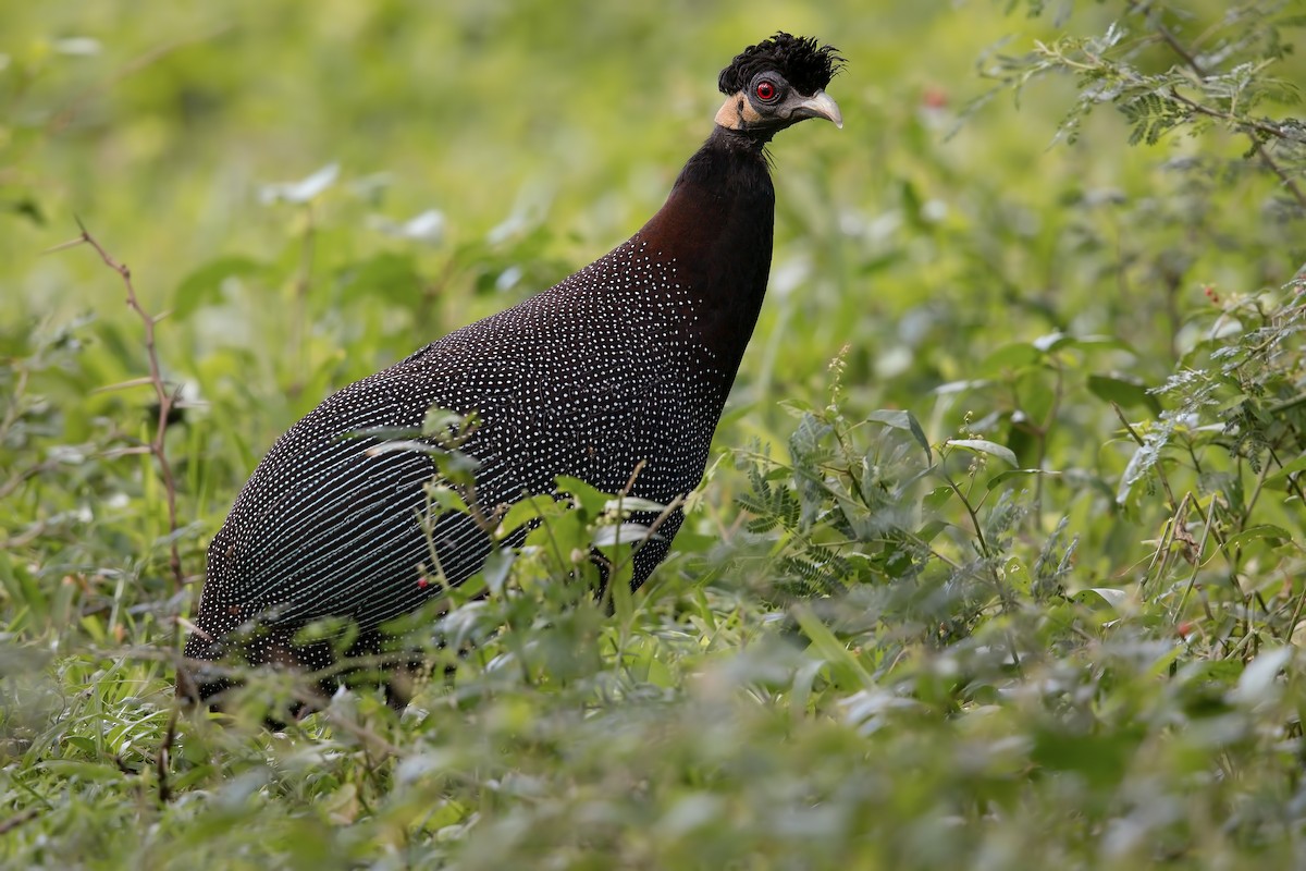 Southern Crested Guineafowl - Marco Valentini