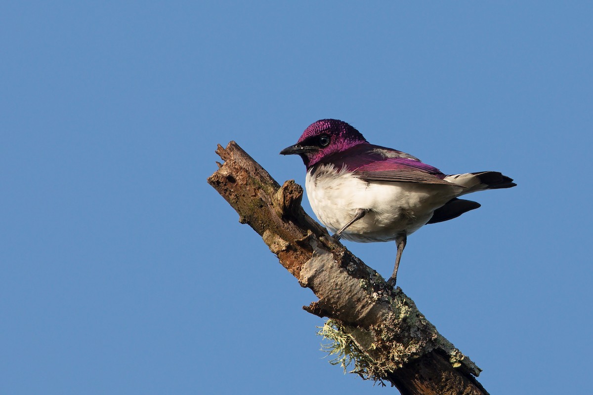 Violet-backed Starling - ML199499831