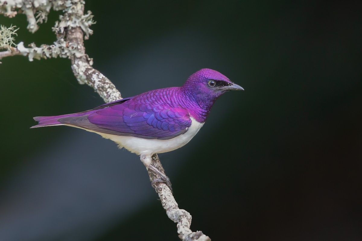 Violet-backed Starling - ML199499851