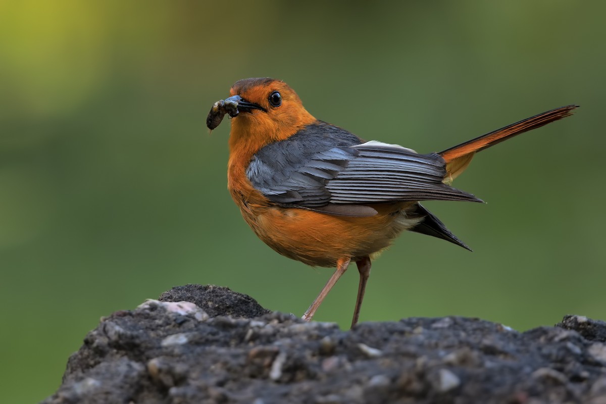 Red-capped Robin-Chat - ML199499891