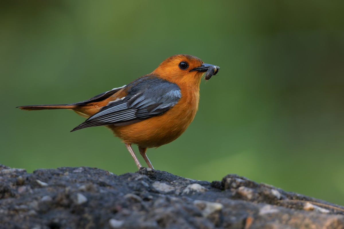 Red-capped Robin-Chat - Marco Valentini