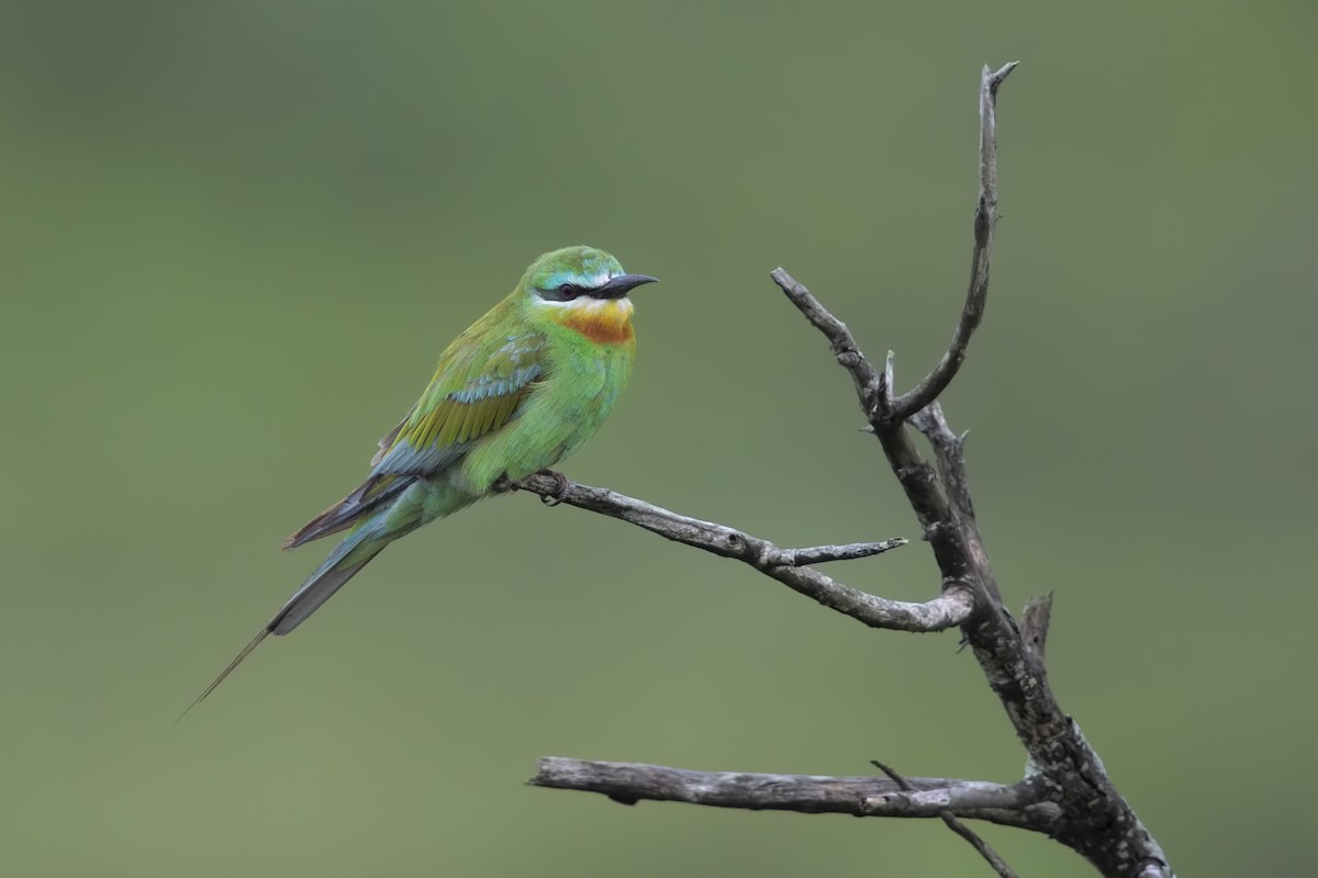 Blue-cheeked Bee-eater - ML199502011
