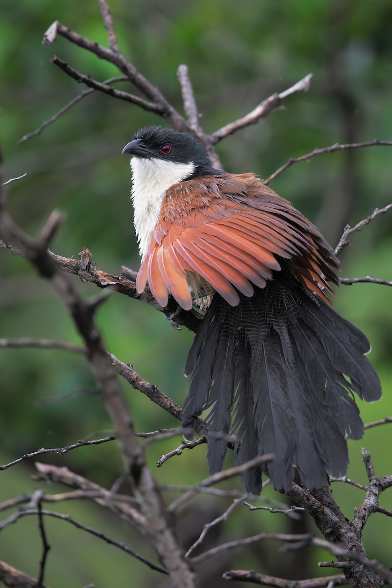 White-browed Coucal - ML199502241