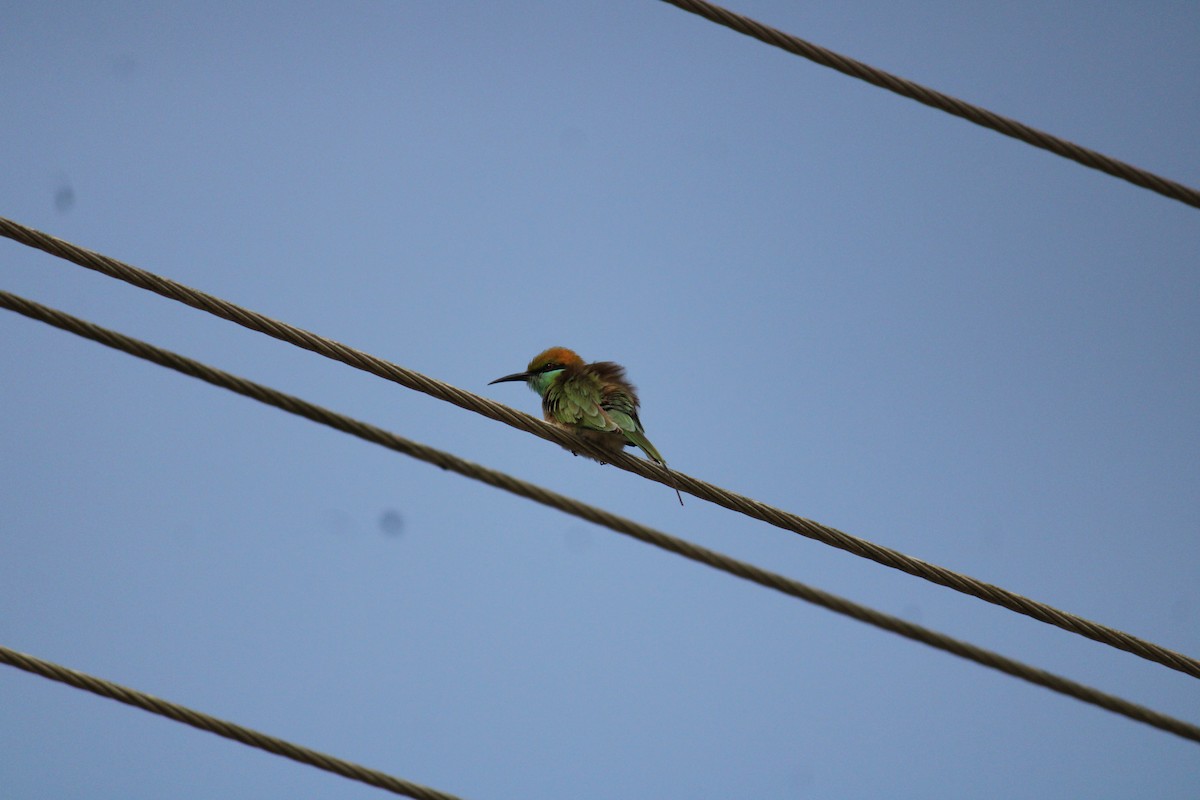 Asian Green Bee-eater - ML199502381