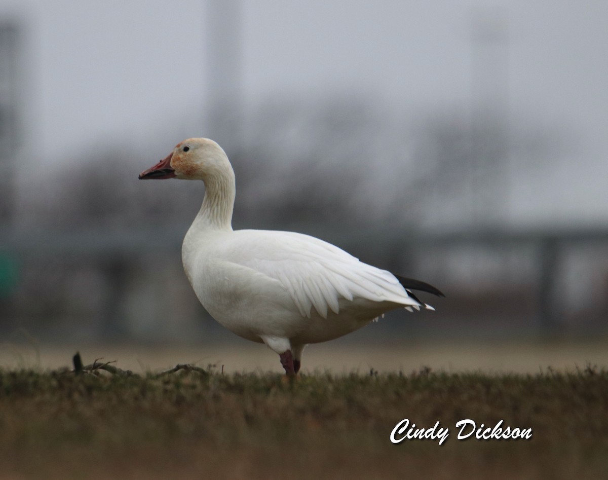 Snow Goose - Cindy Dickson
