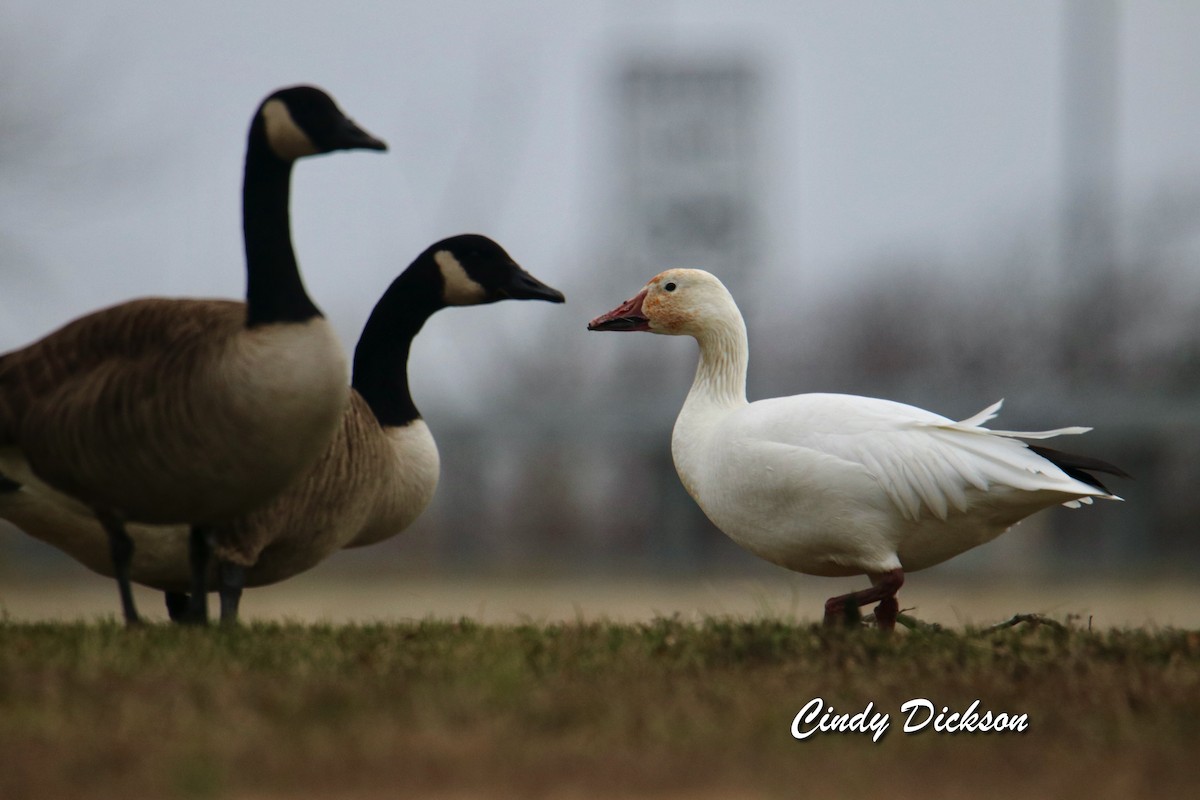 Canada Goose - Cindy Dickson