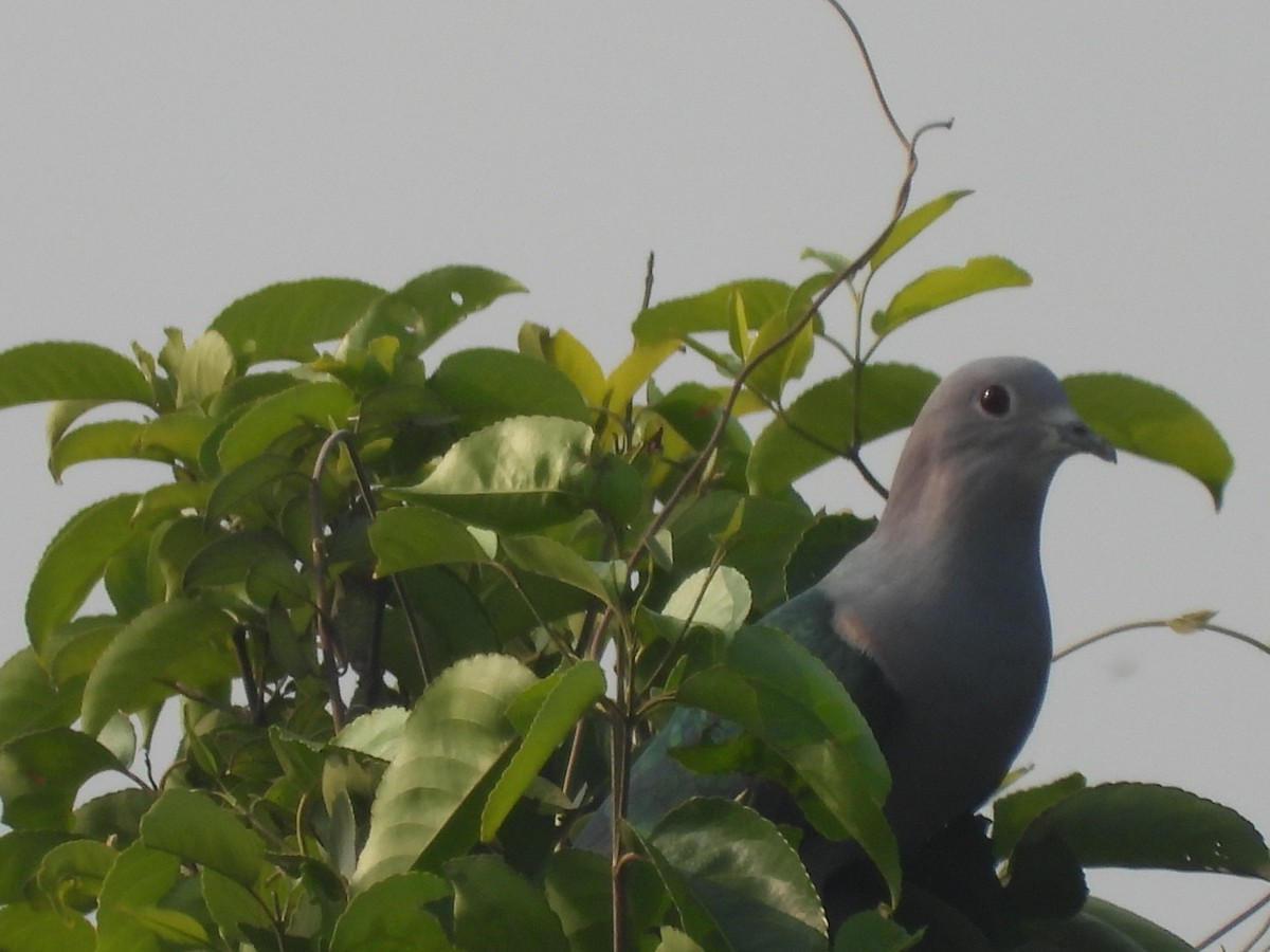 Green Imperial-Pigeon - ML199504141