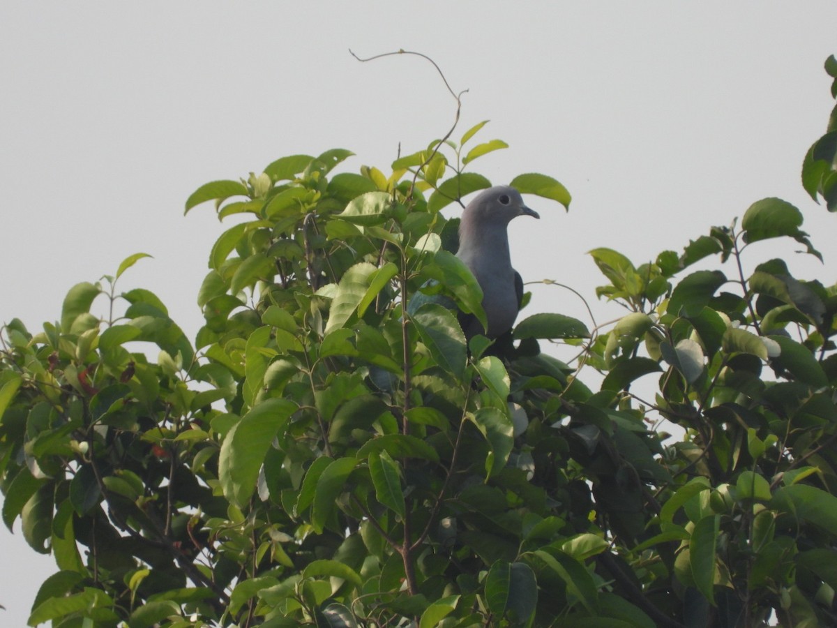 Green Imperial-Pigeon - ML199504151