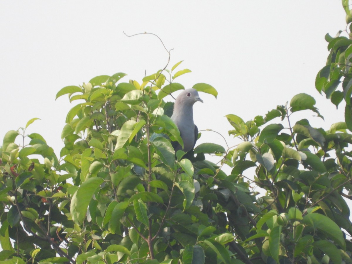 Green Imperial-Pigeon - ML199504311