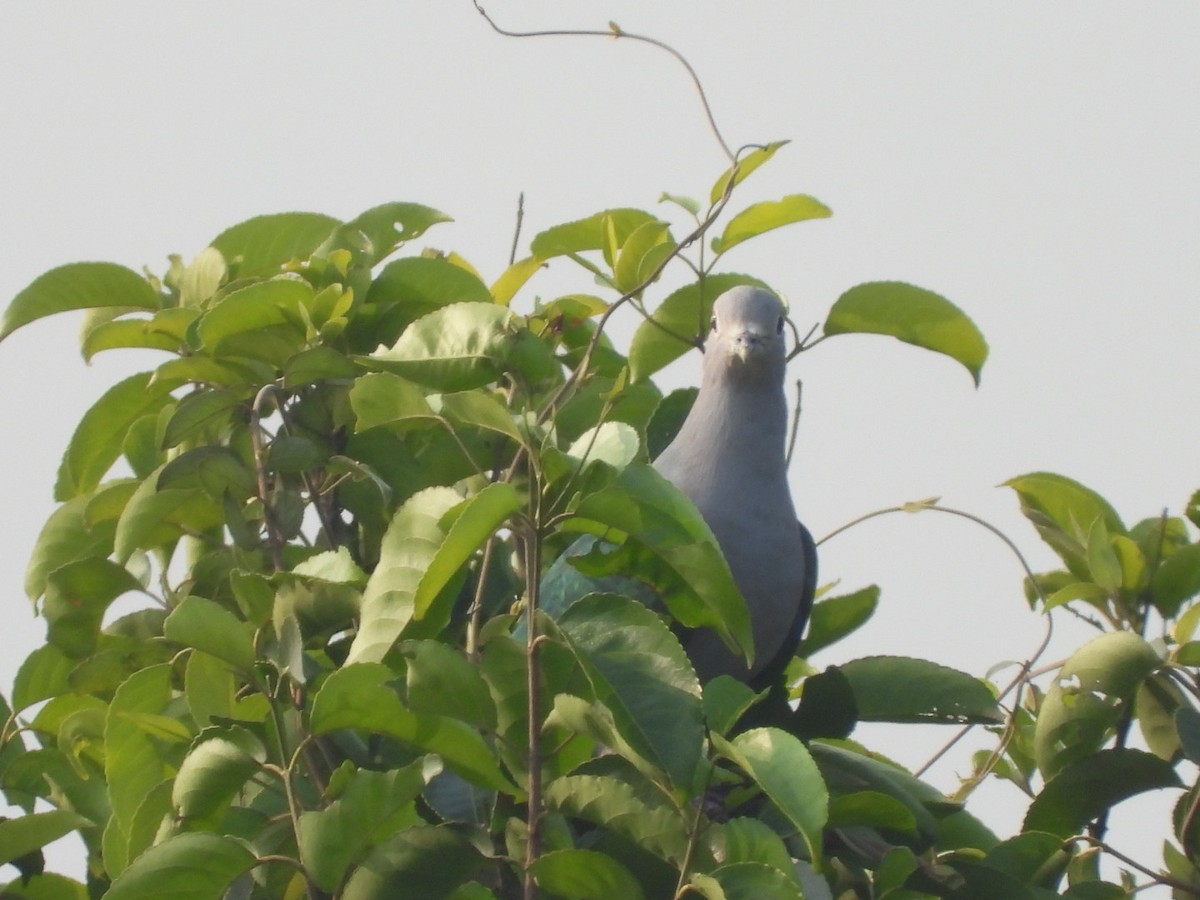 Green Imperial-Pigeon - ML199504321