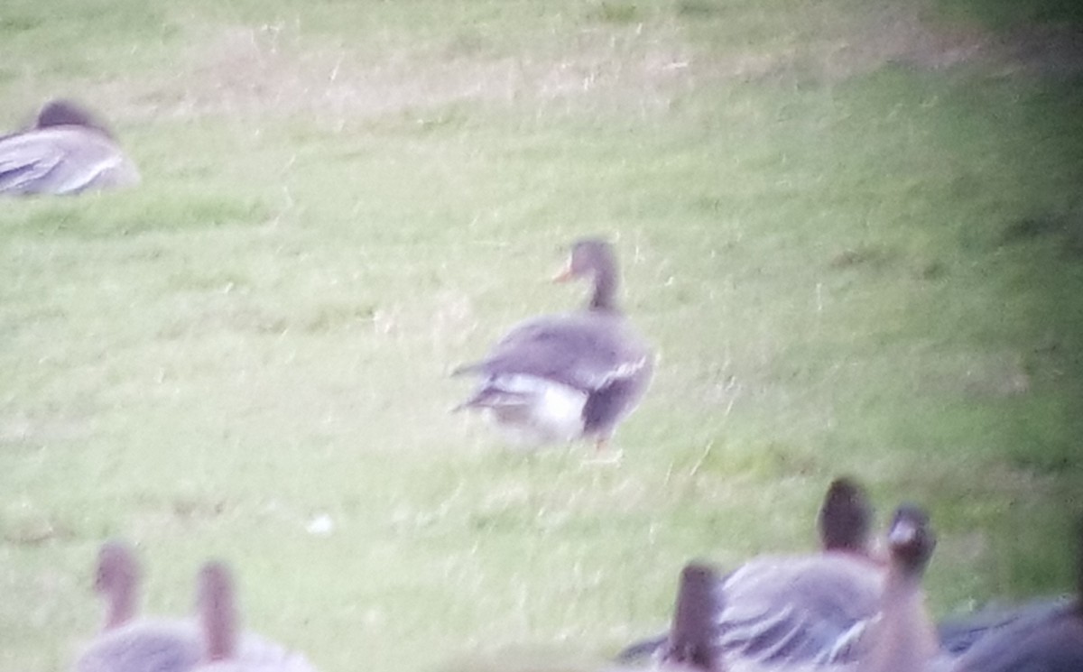 Greater White-fronted Goose - ML199505301