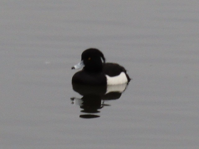 Tufted Duck - ML199506161