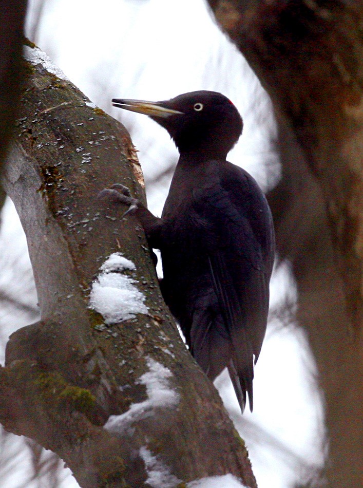 Black Woodpecker - ML199507771