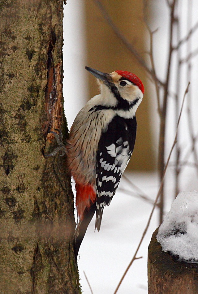 Middle Spotted Woodpecker - Vladimir Deryabin