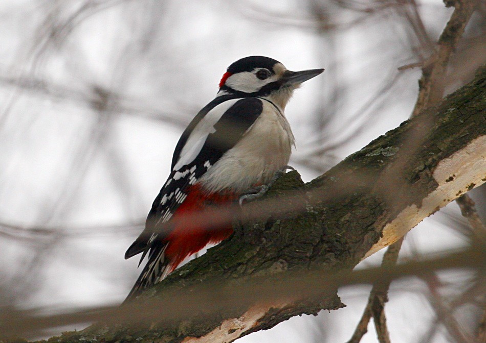 Great Spotted Woodpecker - ML199508211