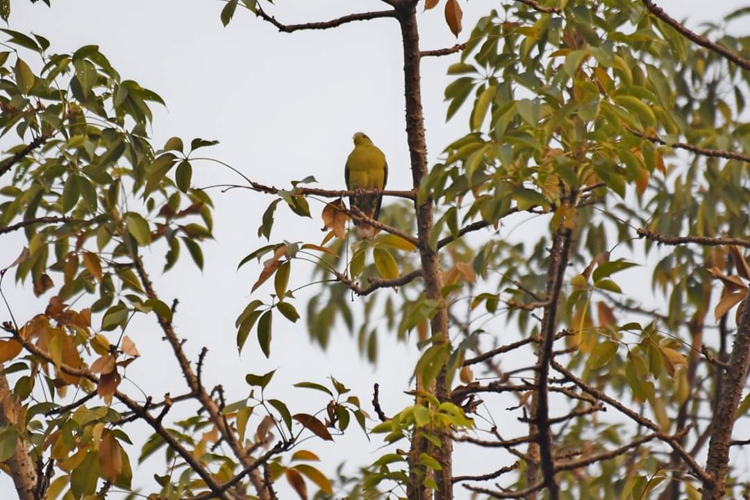 Yellow-footed Green-Pigeon - ML199509291