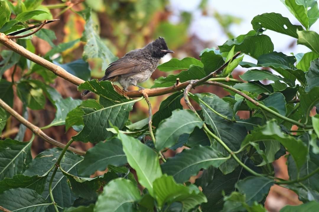 Red-vented Bulbul - ML199510561