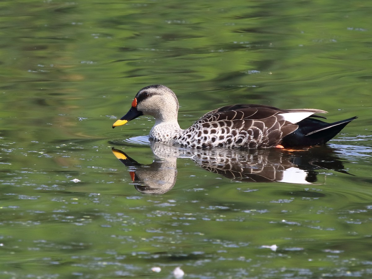 Indian Spot-billed Duck - Shekar Vishvanath