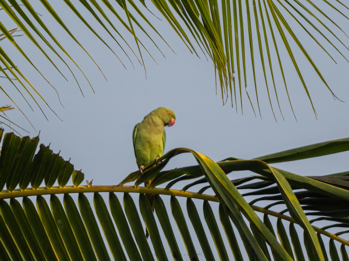 Rose-ringed Parakeet - Mohith Shenoy