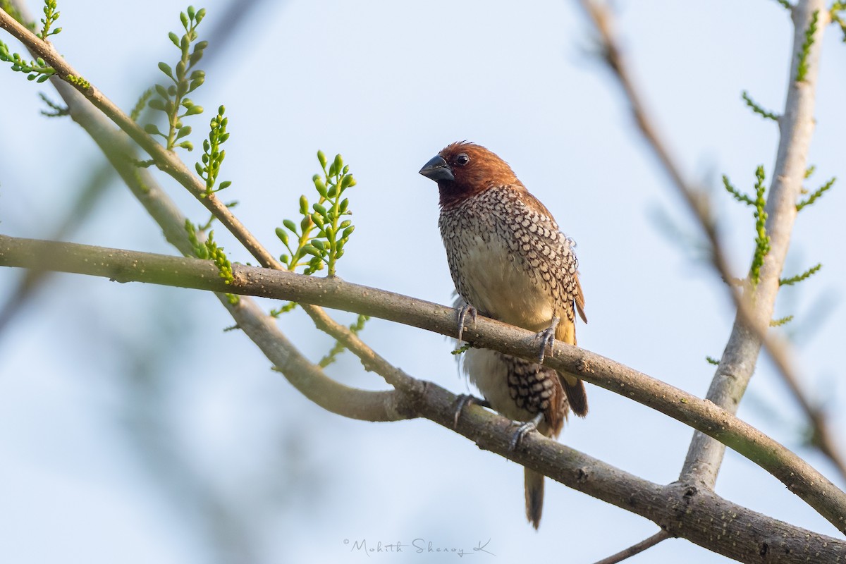 Scaly-breasted Munia - Mohith Shenoy