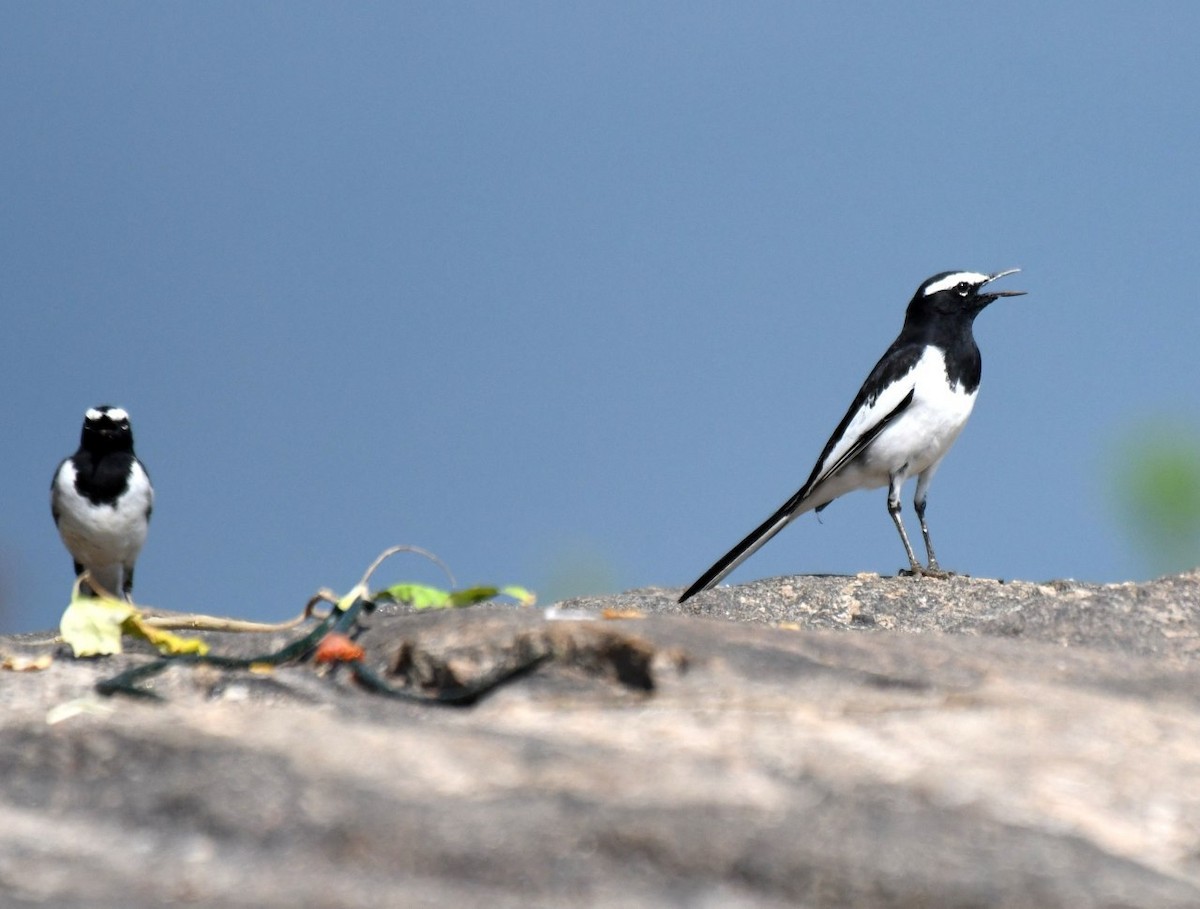 White-browed Wagtail - ML199512301