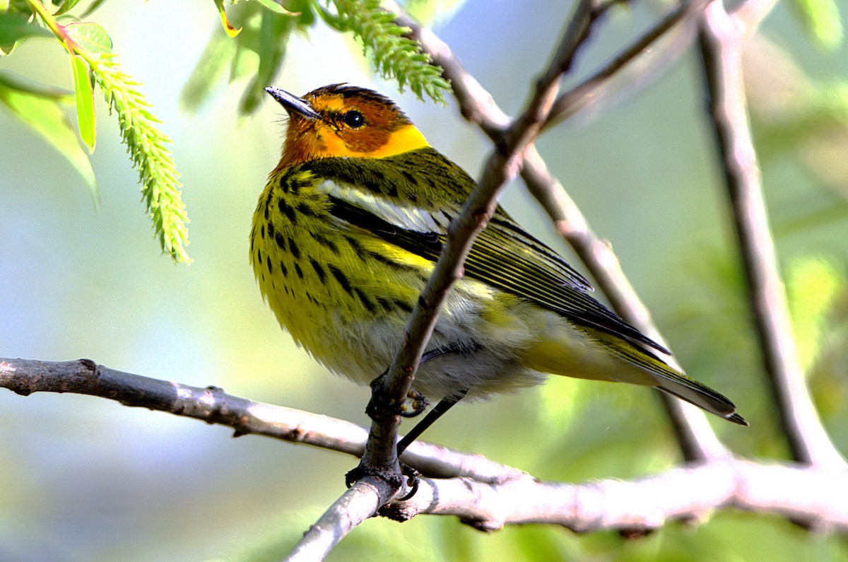 Cape May Warbler - ML199514431