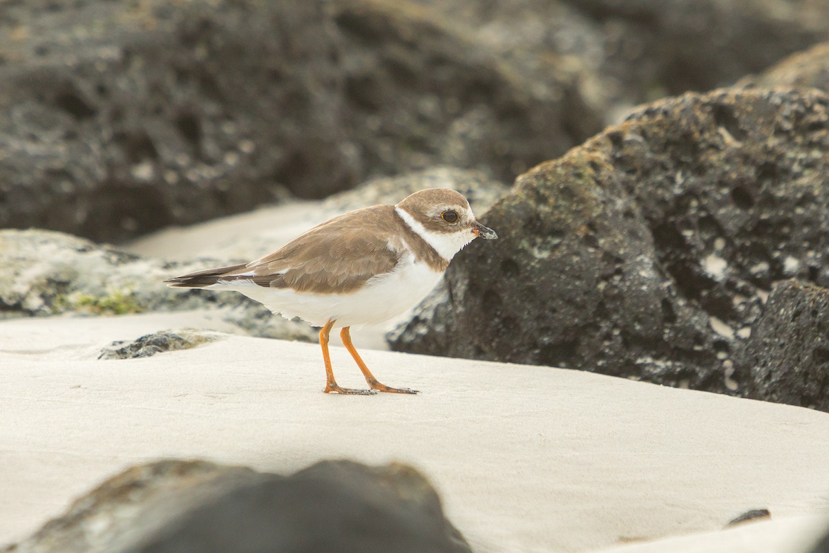 Semipalmated Plover - ML199529231