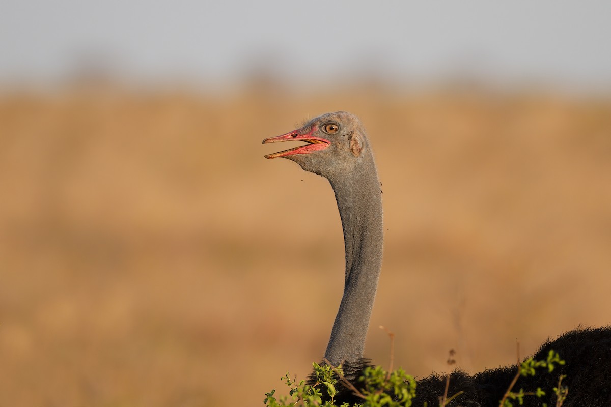 Somali Ostrich - ML199529571