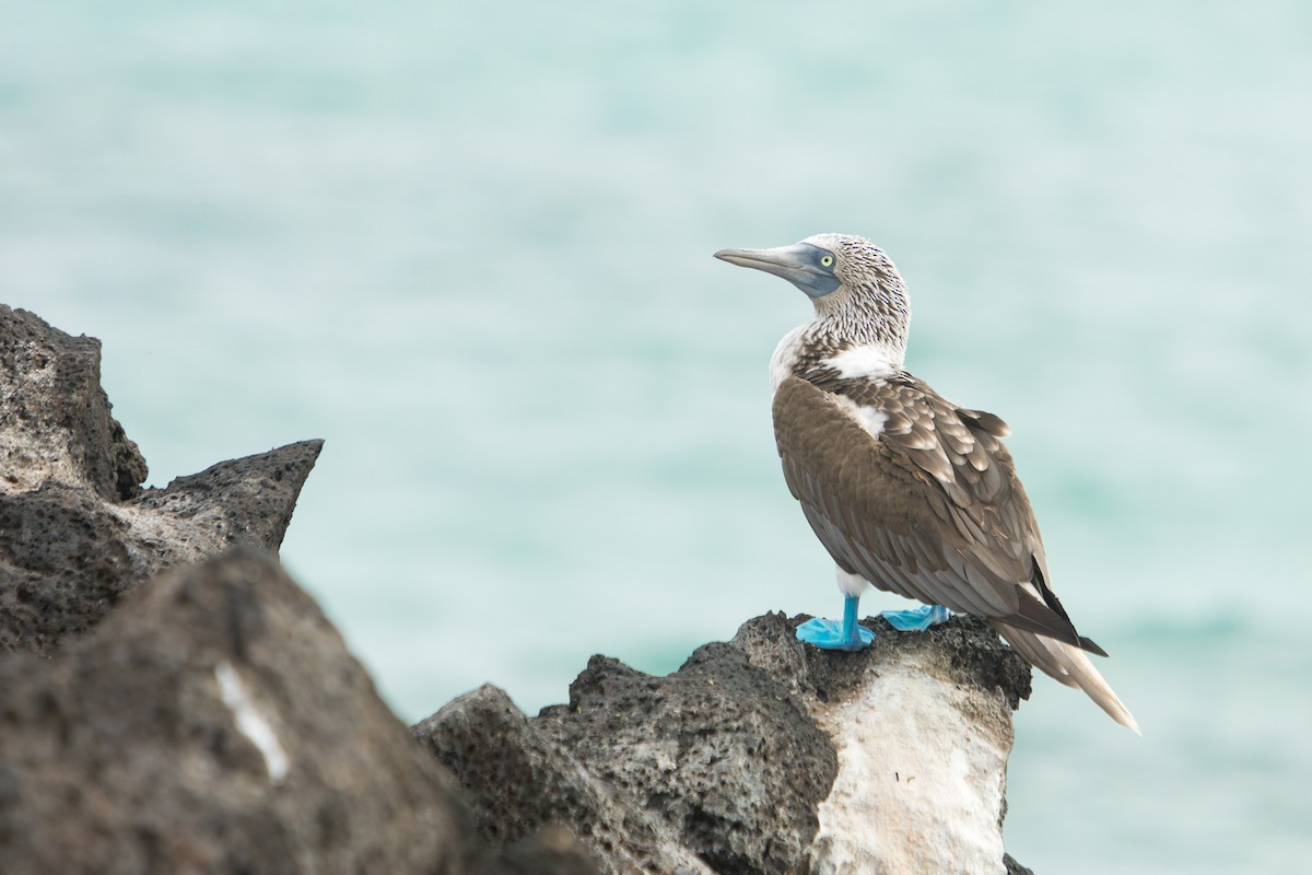 Blue-footed Booby - ML199530281