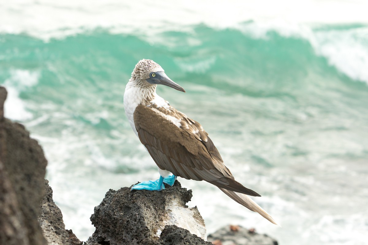 Blue-footed Booby - ML199530291