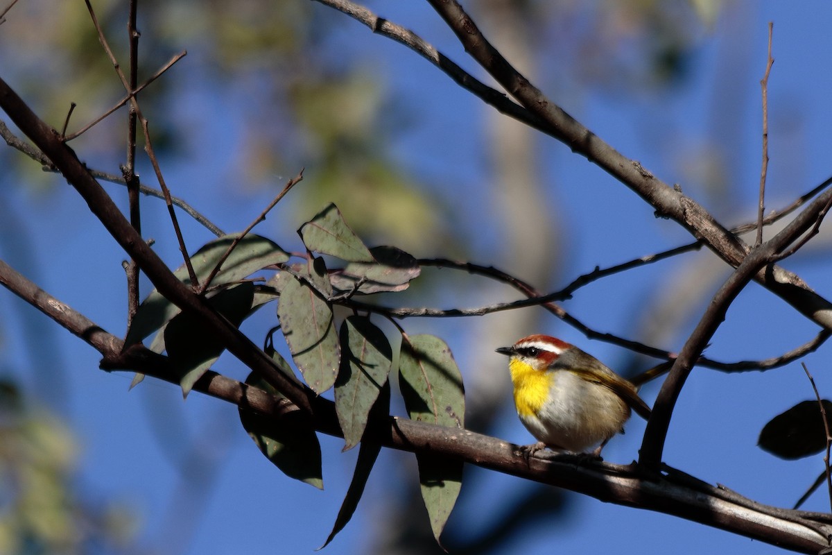 Rufous-capped Warbler - ML199530491