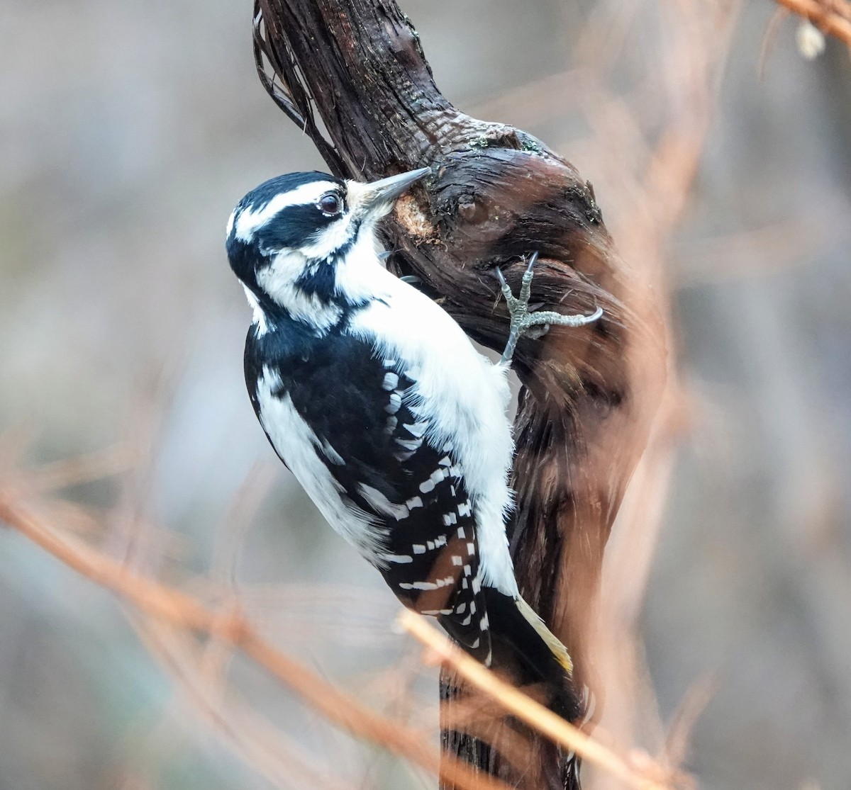 Hairy Woodpecker - Clem Nilan