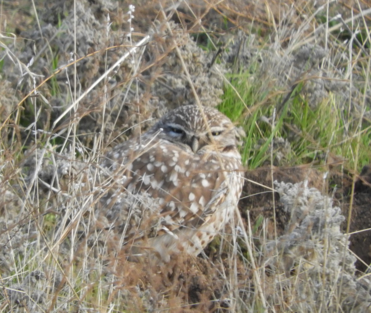 Burrowing Owl - ML199535961