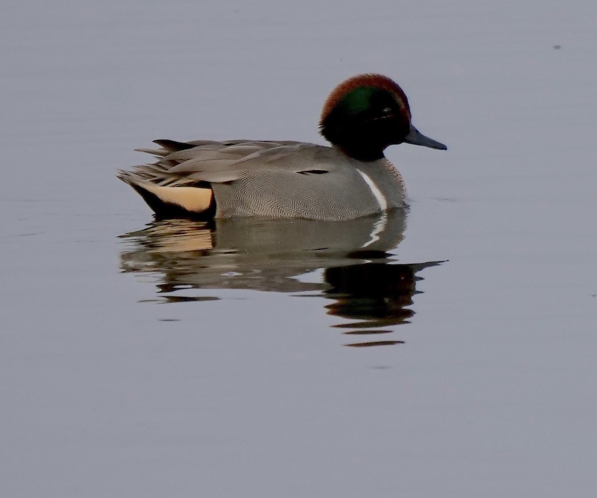 Green-winged Teal - ML199540031