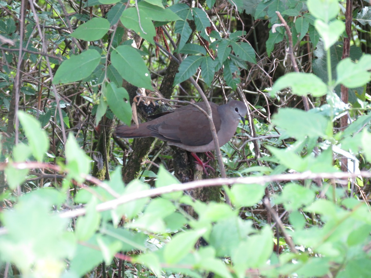 Large-tailed Dove - adriana centeno