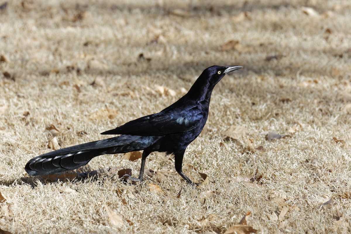 Great-tailed Grackle - Norm & Martine Legault