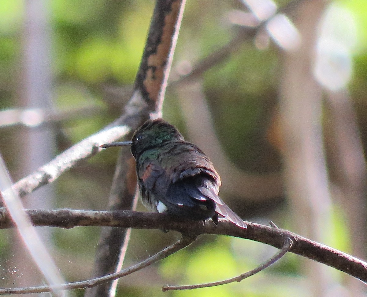 Blue-tailed Hummingbird - ML199564641