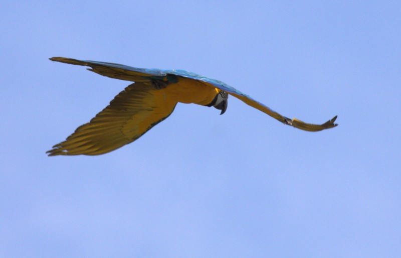 Blue-and-yellow Macaw - ML199564681