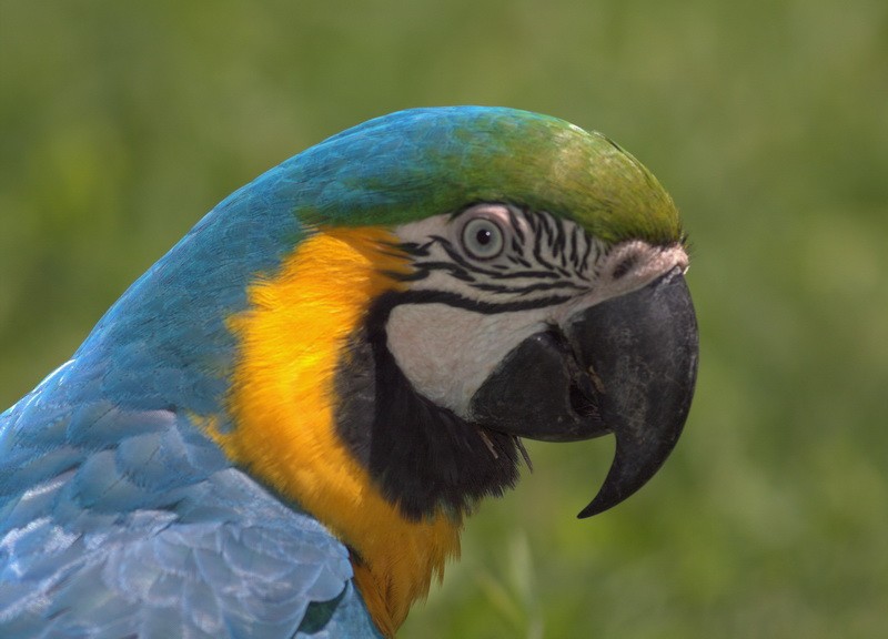Blue-and-yellow Macaw - ML199564691