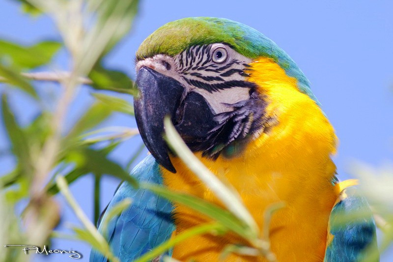 Blue-and-yellow Macaw - ML199564701
