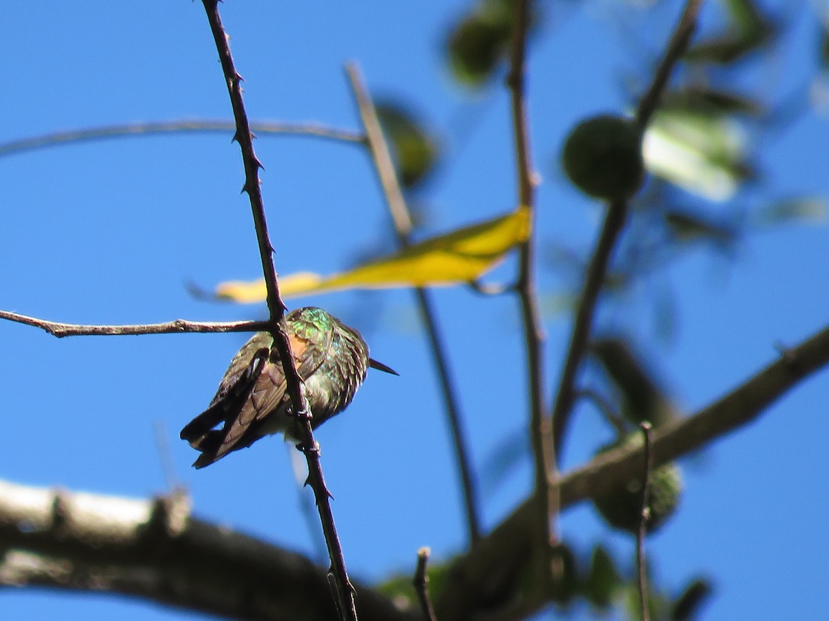 Blue-tailed Hummingbird - ML199564731
