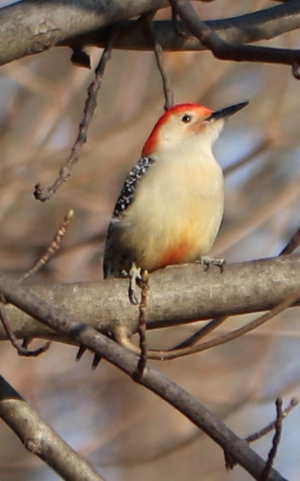 Red-bellied Woodpecker - ML199571261