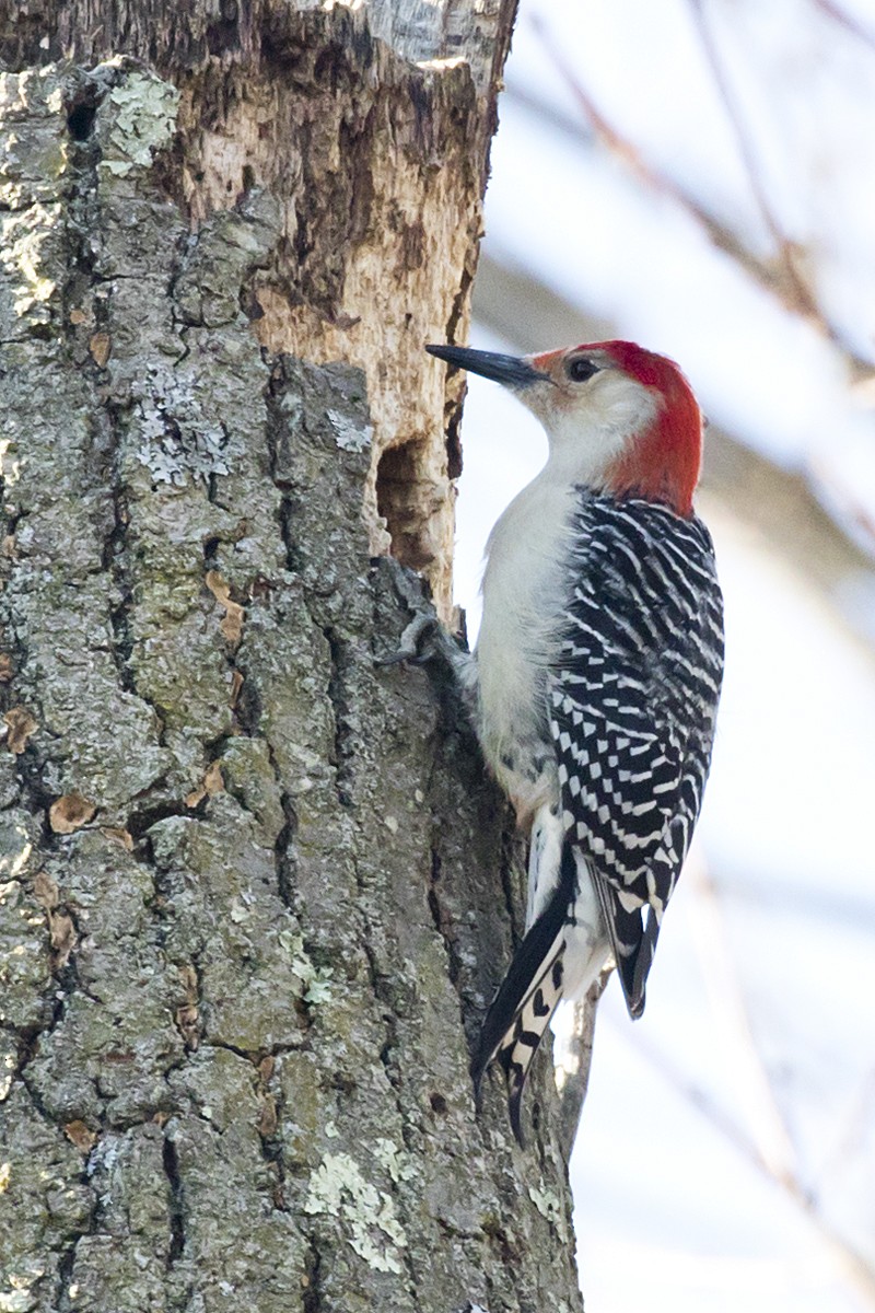 Red-bellied Woodpecker - Ernst Mutchnick