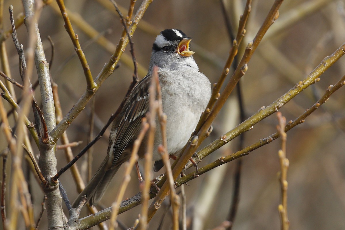 White-crowned Sparrow - ML199576901